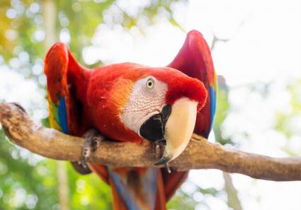 Papagei in Honduras_17_2.jpg